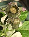 Close-up of mature fruiting calyces of Physochlaina orientalis, one angled to show operculum within, shortly before dehiscence of pyxidial seed capsule. Cultivated plant, U.K.