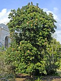 Banksia serrata