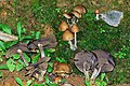 Psilocybe zapotecorum