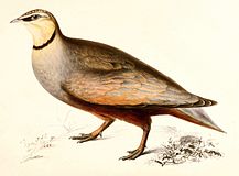 Pterocles gutturalis