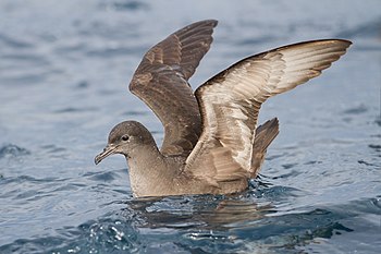 Short-tailed shearwater