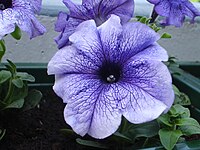 grandiflora Petunia 'Blue Daddy',[11]