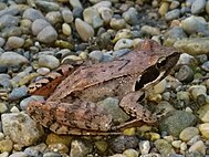 Rana latastei 4650906