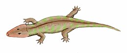 Rhinesuchus