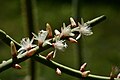 Rhipsalis grandiflora