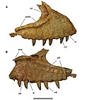 Vue de deux côtés d'un maxillaire fossile d'un dinosaure théropode sur fond blanc.