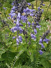 Klocksalvia Salvia hians