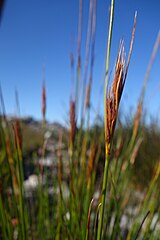 Flowering heads (inflorescences)