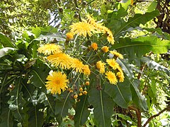 Sonchus fruticosus