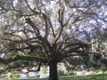 شجرة سنديان ضخمة