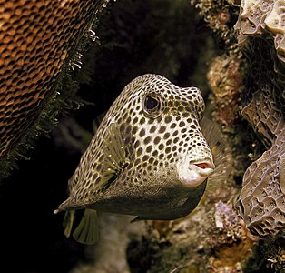 Spotted trunkfish, by Atsme