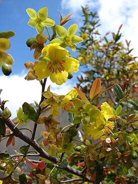 Kiiltomikinpensas (Ochna serrulata)