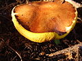 Suillus luteus s cjevčicama.