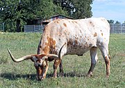 A Texas Longhorn at the Lyndon B. Johnson State Park & Historic Site, Texas, United States.