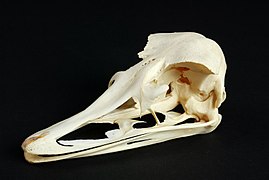 Skull