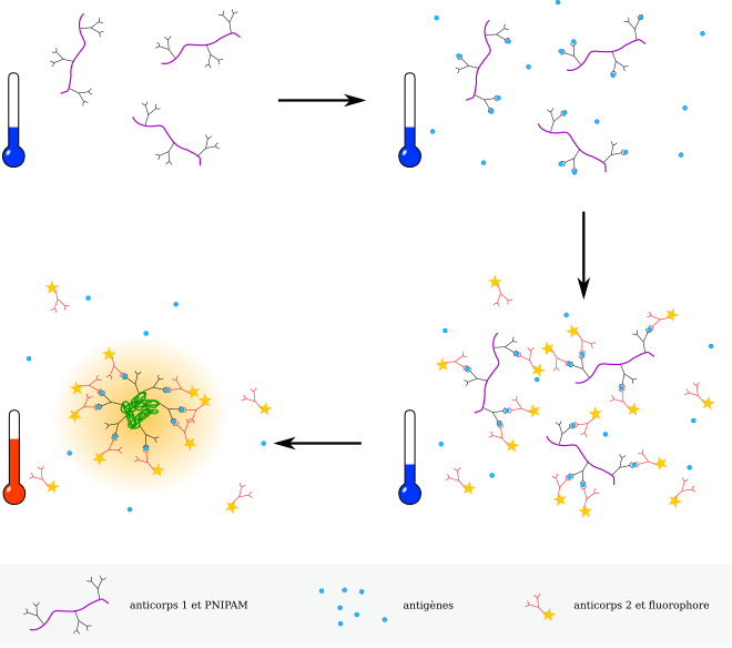 Des anticorps sont conjugués à du PNIPAM ; lorsqu'ils sont mis en présence d'antigènes complémentaires, ils s'accrochent spécifiquement. Un autre anticorps complémentaire de l'antigène, marqué avec un fluorophore, sert à révéler l'interaction. L'augmentation de la température entraîne le repliement du PNIPAM et la concentration de la fluorescence