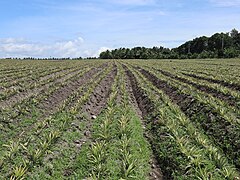 Tupi Polonuling pineapple plantation plants