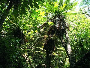 Understory habitation