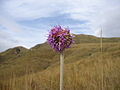 Typical flower of the Três Pontas Mountains