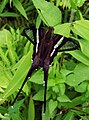 White dragontail (Lamproptera curius)