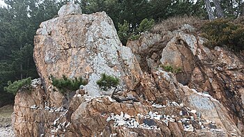 영덕군 축산면 경정리 해안가의 화강암 북위 36° 28′ 24.1″ 동경 129° 26′ 02.4″﻿ / ﻿북위 36.473361° 동경 129.434000° ﻿ / 36.473361; 129.434000