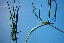 Photographie deux deux plantes herbacées sur fond bleu.