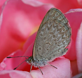 Zizina labradus butterfly, by John O'Neill