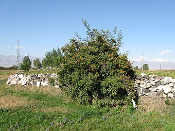 Մասրենին