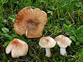 !!!Inocybe erubescens!!!