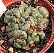 Aloinopsis schooneesii