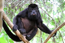 Mantled howler native of Guatemala