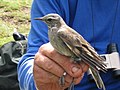 Bar-winged Cinclodes (Cinclodes fuscus)