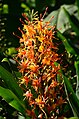 Tulituoksuinkiväärin (Hedychium coccineum) kukinto.