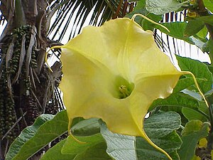 Brugmansia aurea (angel's trumpet)