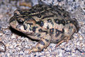 Bufo boreas