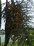 毛布迪椰子（英语：Butia eriospatha） Woolly jelly palm