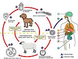 Request: Redraw as SVG. Taken by: slashme New file: CDC Echinococcus Life Cycle.svg