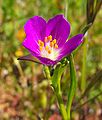 Etelänsailio (Calandrinia ciliata)