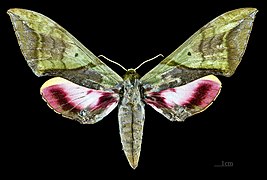 Female dorsal view