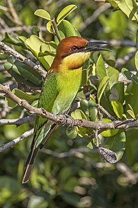 Chestnut-headed bee-eater, by Charlesjsharp