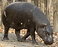 Image 29Pygmy hippos are among the species illegally hunted for food in Liberia. The World Conservation Union estimates that there are fewer than 3,000 pygmy hippos remaining in the wild. (from Liberia)