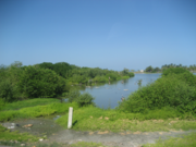 Vegetation by the Ciénaga Grande de Santa Marta near the town of Ciénaga