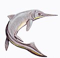 Contectopalatus - Lacks lips, the narrow paddles here don't match the known limb elements ([3]) or what's known for other mixosaurids