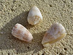 Un groupe de cônes ponctués (Conus arenatus), échoués sur la plage.