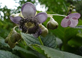 Deinanthe caerulea