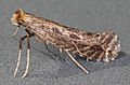 Imago