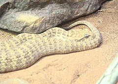 Description de l'image Desert Death Adder 2.jpg.