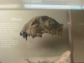 Dinictis sp. skull