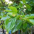 参考：カキノキ（Diospyros kaki）の葉