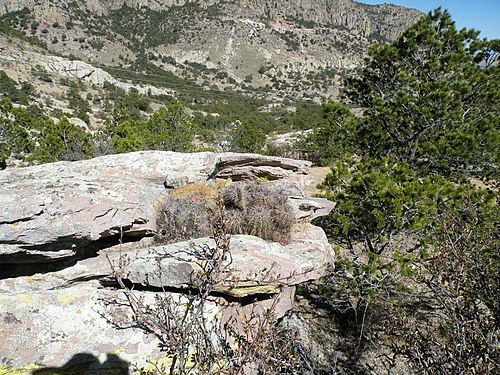 Habitat in Coneto Pass, Durango